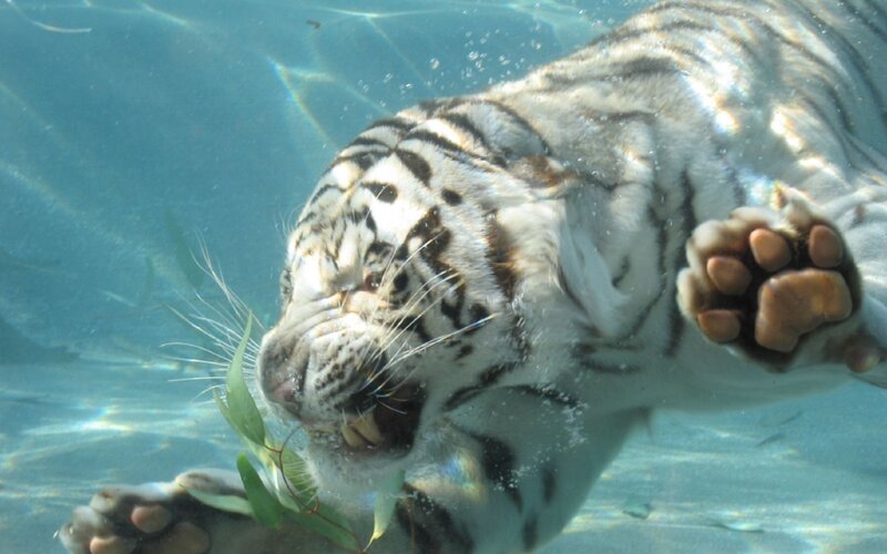 White Tiger Underwater — Blue, Calm