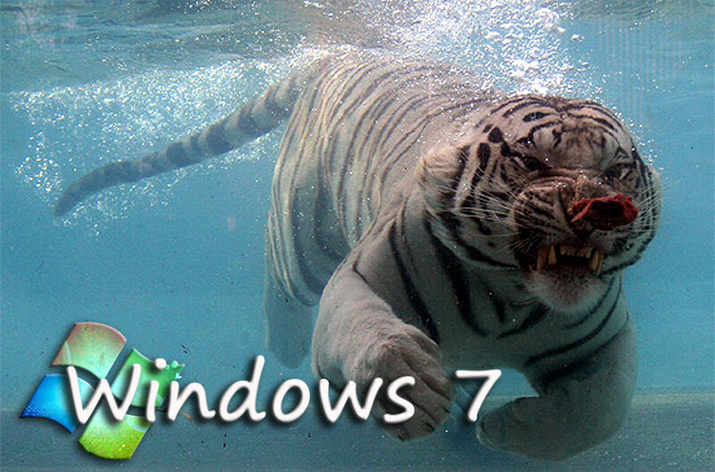 White Tiger Underwater — Blue, Dramatic, Photograph, Bubbles