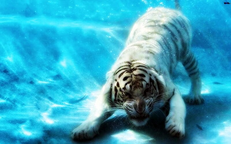 White Tiger Underwater — Blue, Dramatic