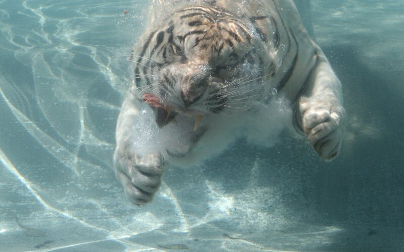 White Tiger Underwater — Blue, Dynamic
