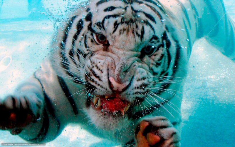 White Tiger Underwater — Blue, Intense, Photograph, Bubbles