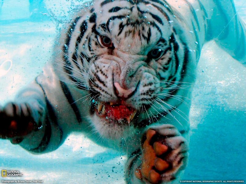 White Tiger Underwater — Blue, Intense, Photograph, Pool