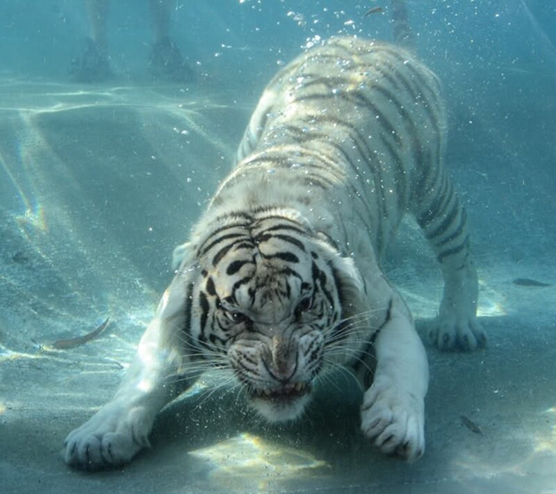 White Tiger Underwater — Blue, Intense, Photograph