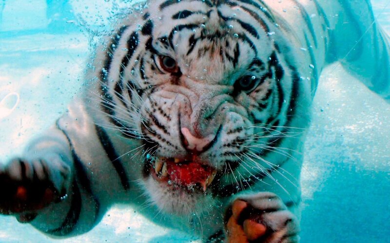 White Tiger Underwater — Blue, Intense, Photograph, Water, Bubbles