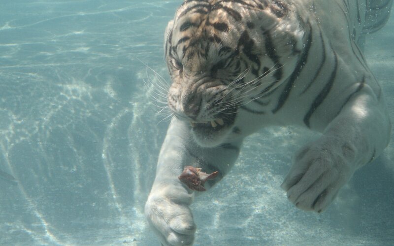 White Tiger Underwater — Blue, Intense, Photograph, Water, Meat