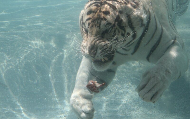 White Tiger Underwater — Blue, Intense, Photograph, Water