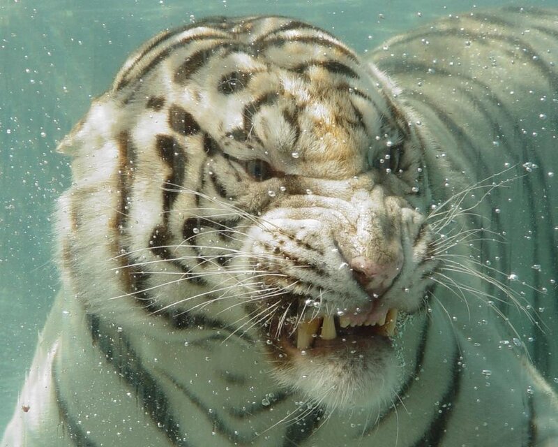 White Tiger Underwater — Intense