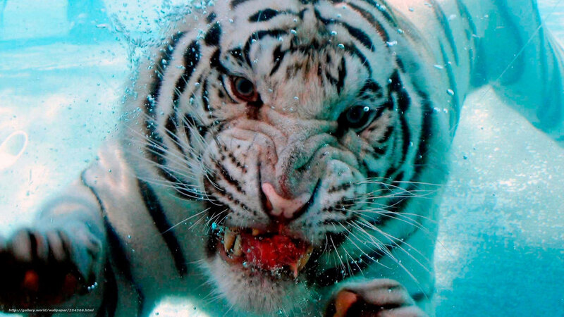 White tiger underwater