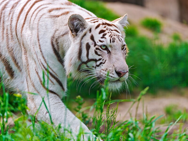 White Tiger Walking — Alert, Afternoon