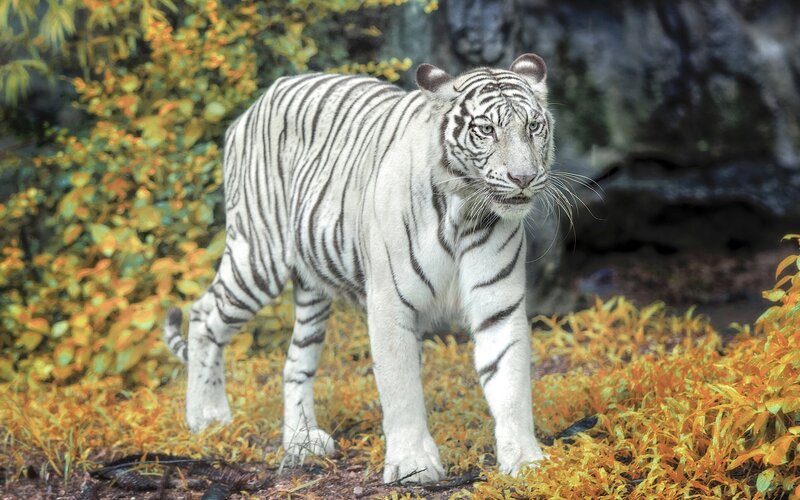 White Tiger Walking — Alert, Autumn
