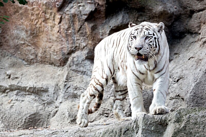 White Tiger Walking — Alert, Photograph