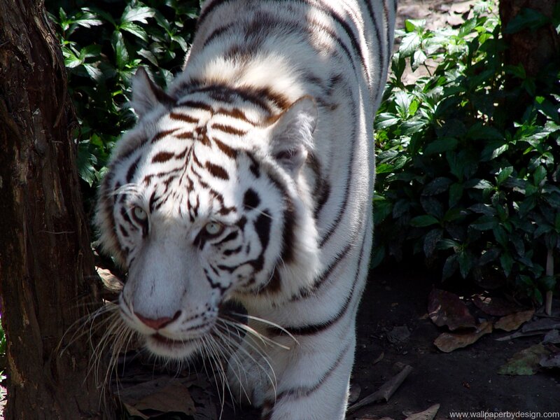 White Tiger Walking — Alert