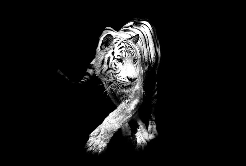 White Tiger Walking — Black