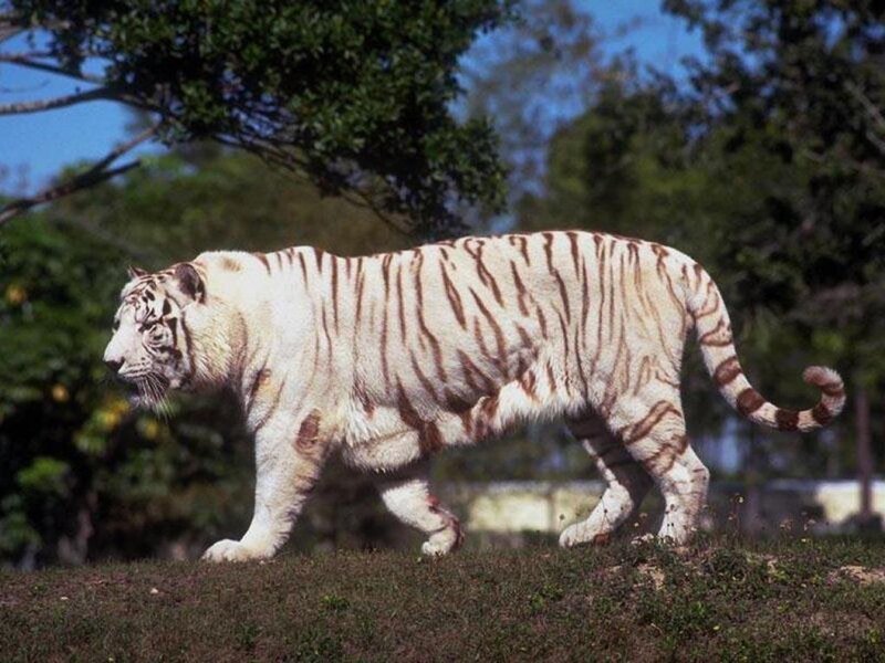 White Tiger Walking — Calm, Afternoon