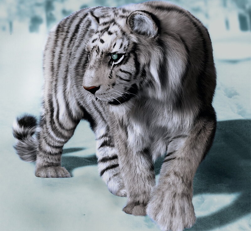 White Tiger Walking — Calm