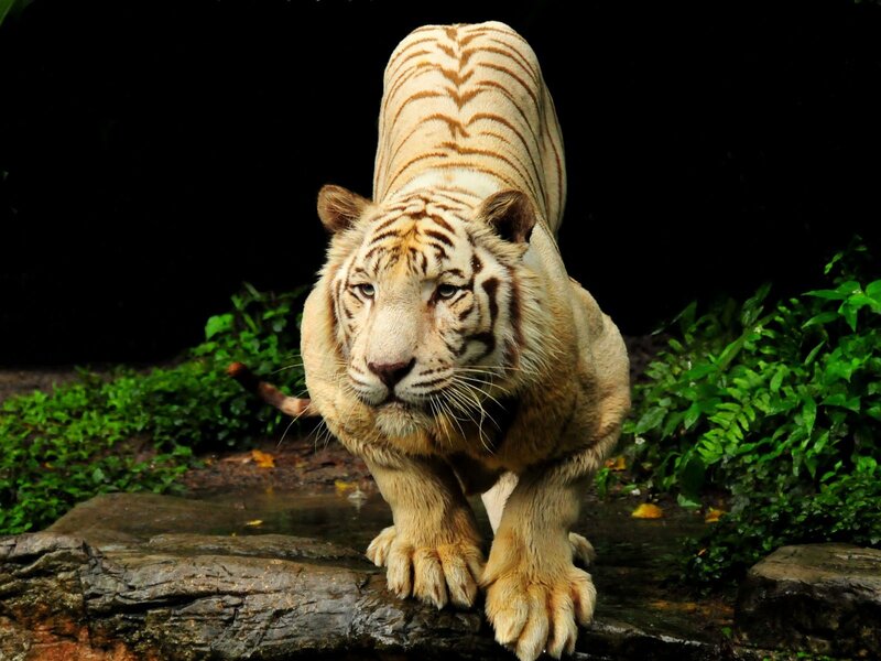 White Tiger Walking — Dramatic, Photograph, Rock