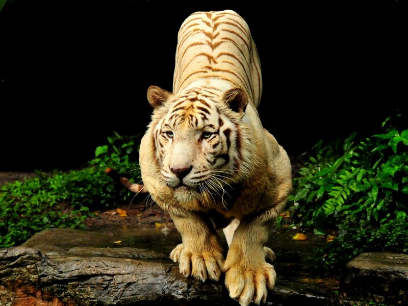 White Tiger Walking — Dramatic