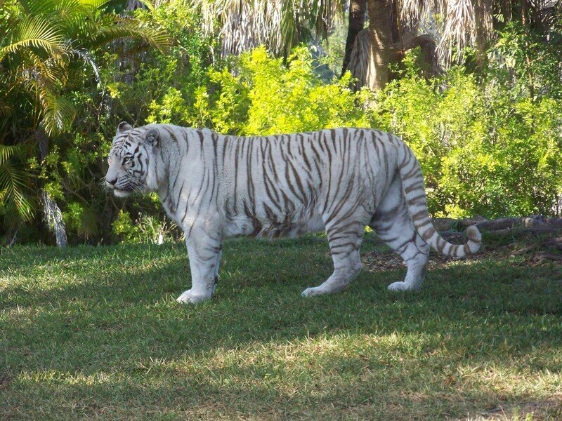 White Tiger Walking — Green