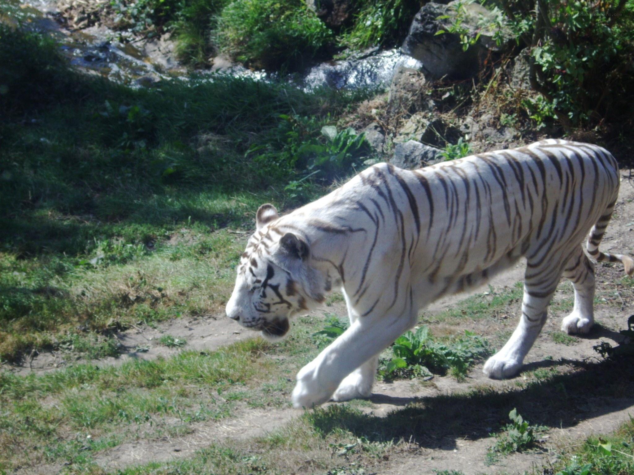 White tiger walking in enclosure