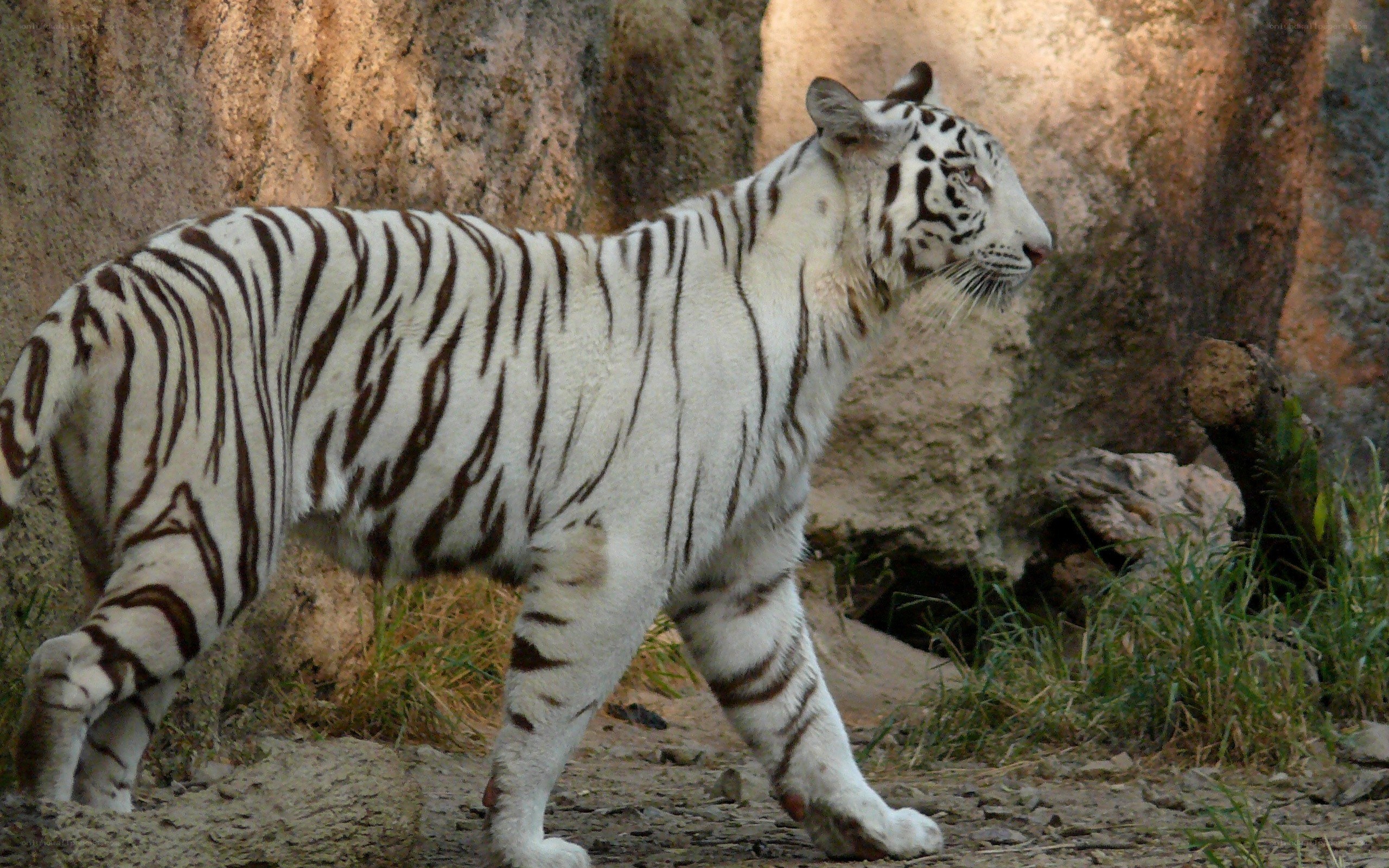 white tiger walking in enclosure