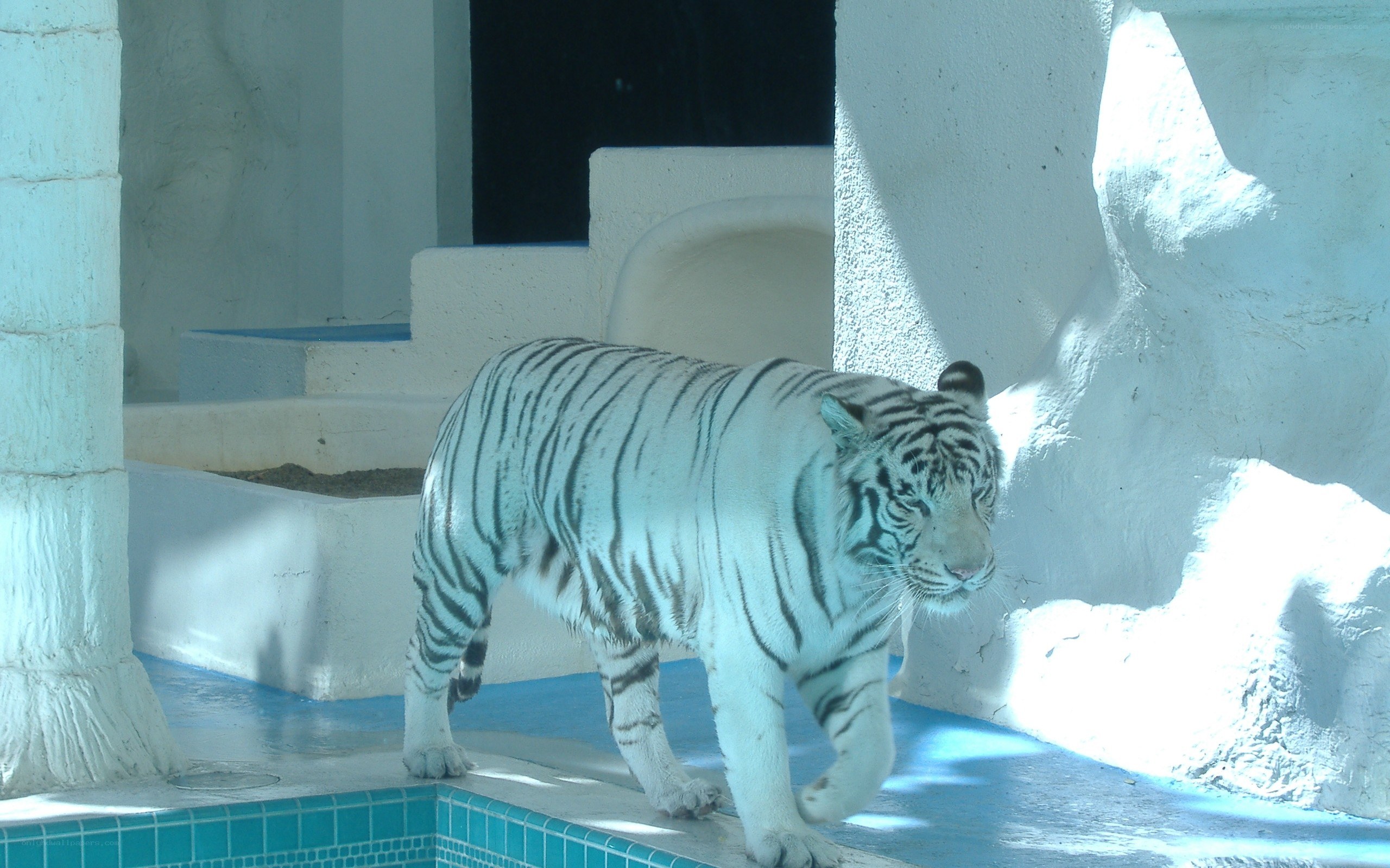 White tiger walking in enclosure
