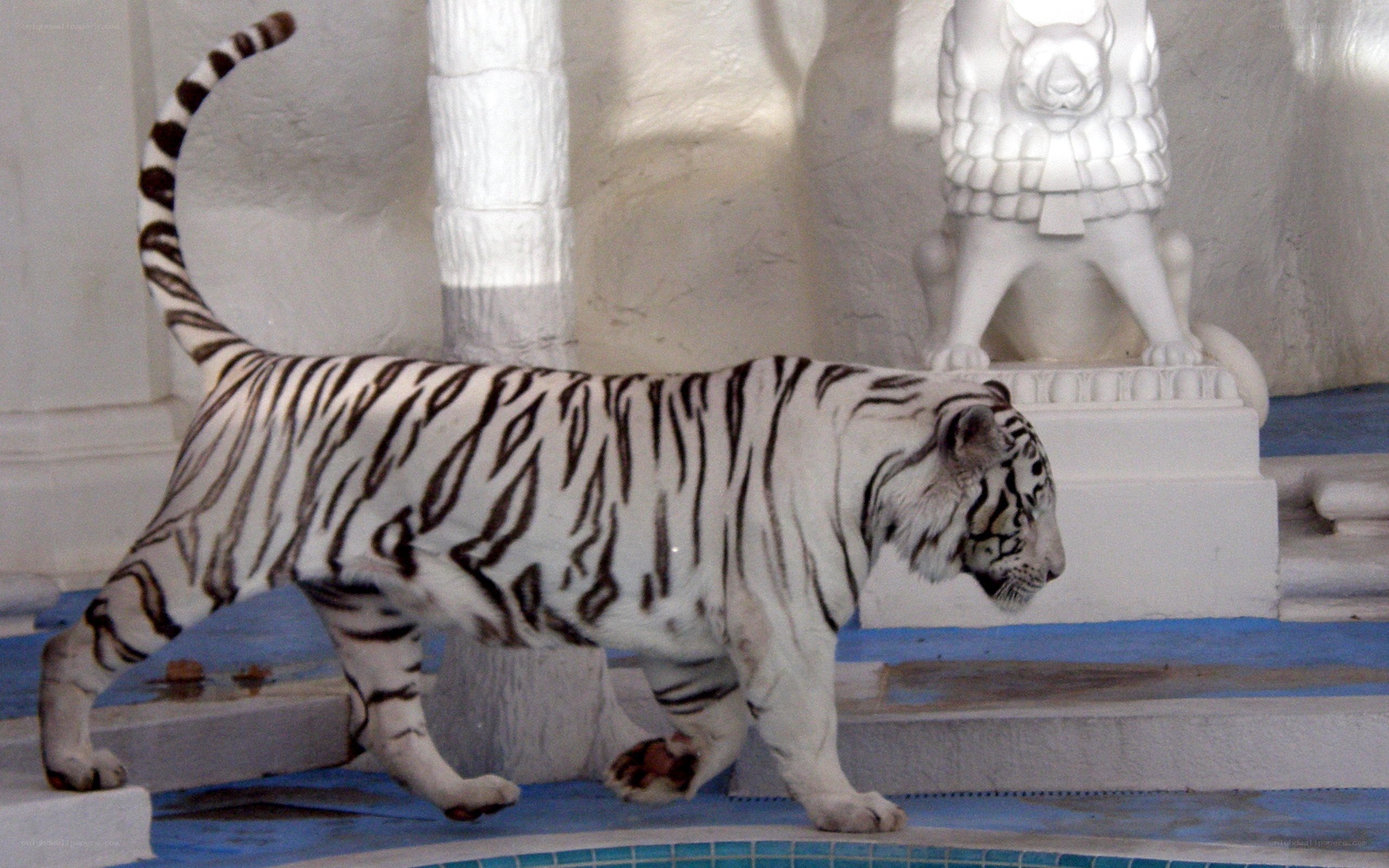 White tiger walking in enclosure