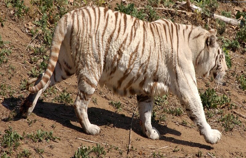 white tiger walking in enclosure