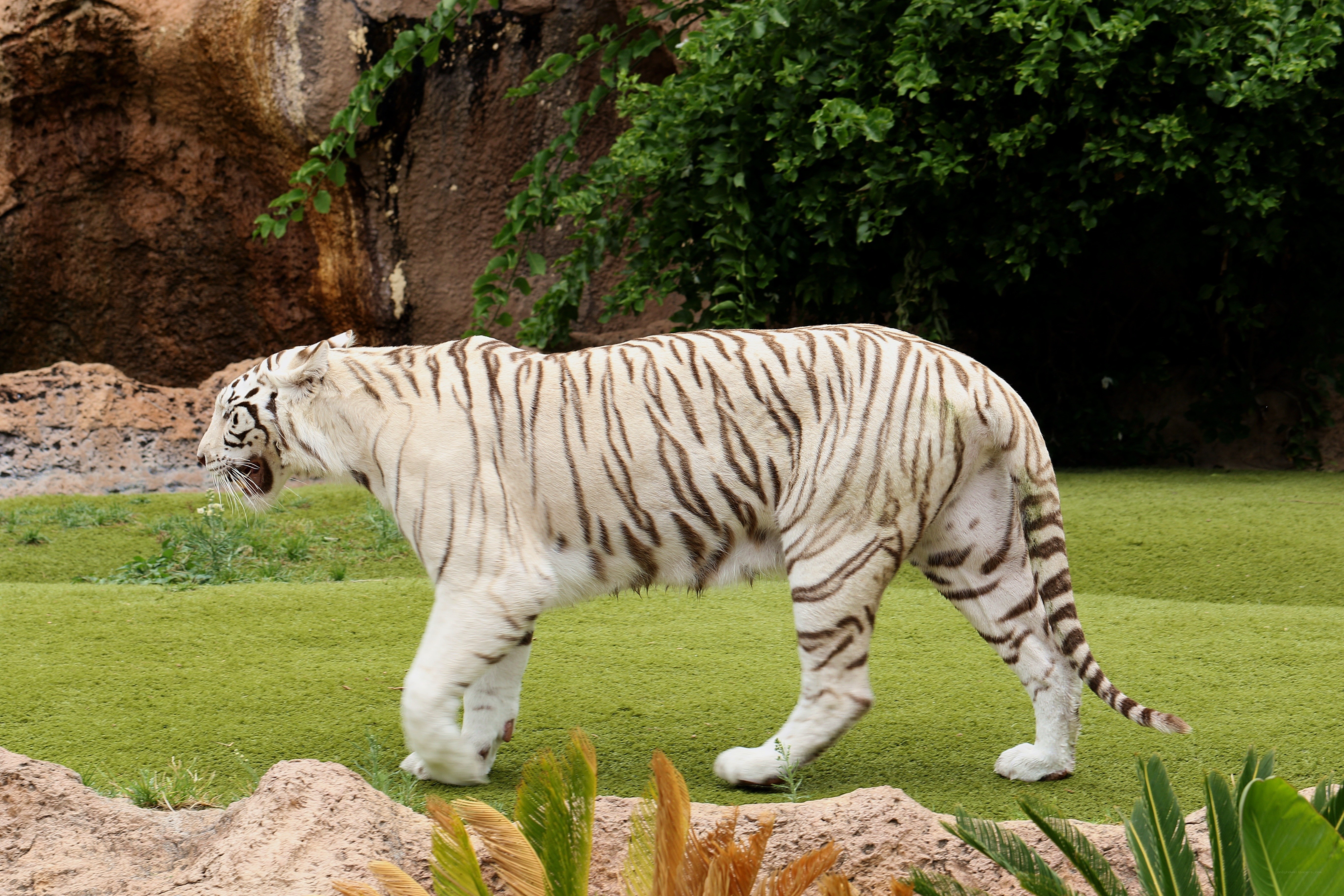 white tiger walking in enclosure