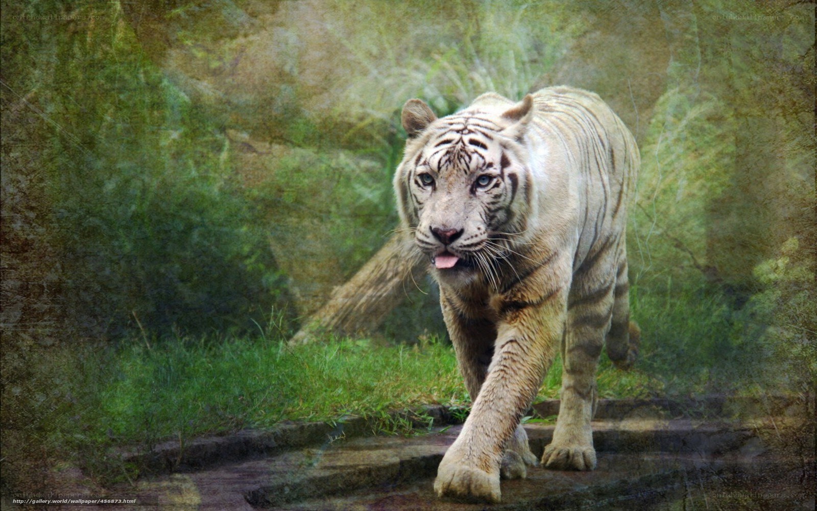 White tiger walking in forest