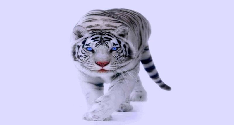 White Tiger Walking — Intense, Photograph, Stripes