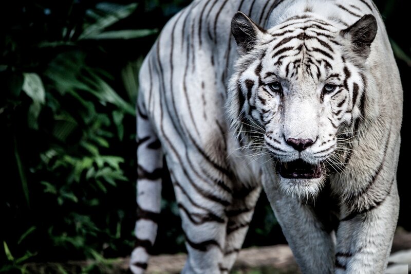 White Tiger Walking — Intense, Photograph