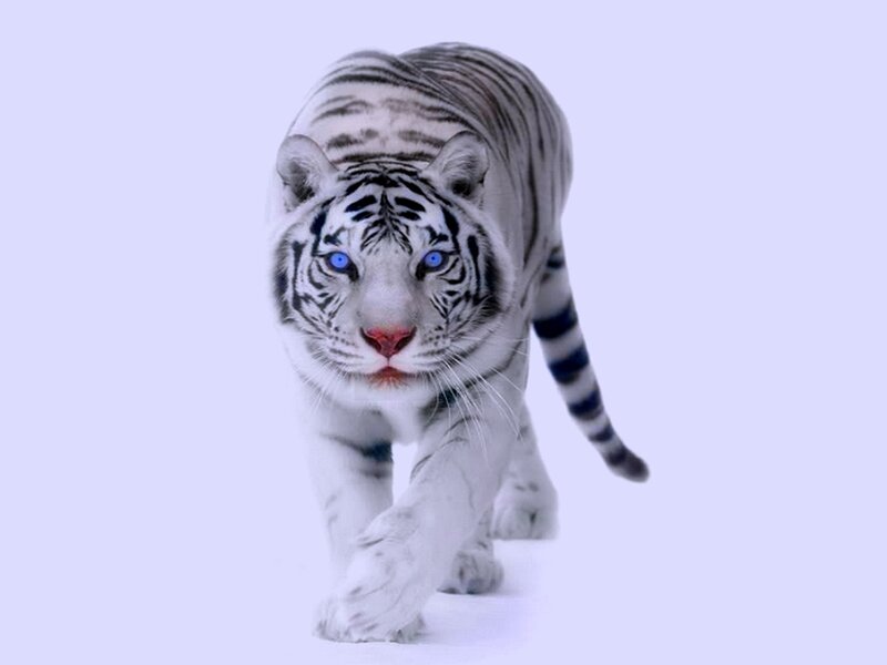 White Tiger Walking — Intense
