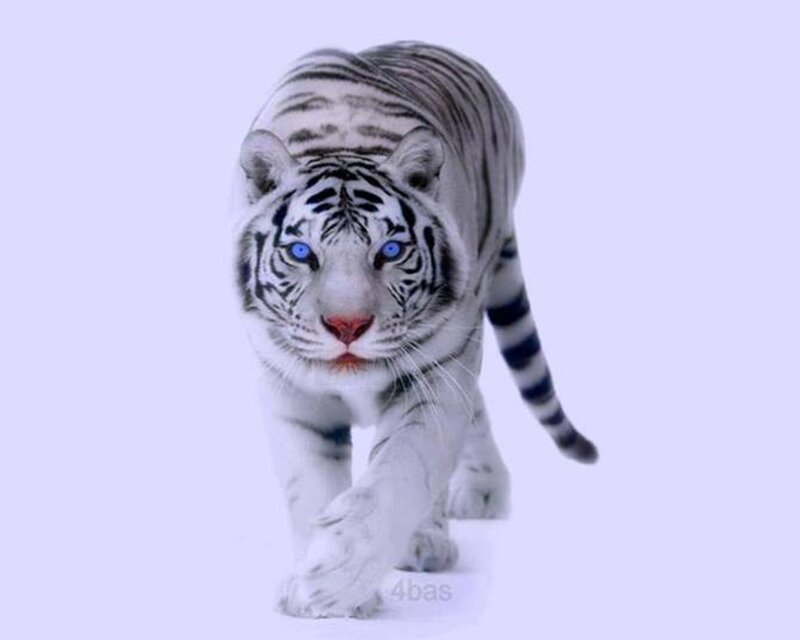 White Tiger Walking — Intense, Winter