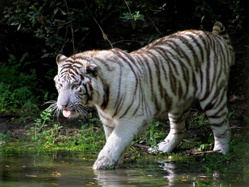 White Tiger Walking — Natural, Afternoon, Photograph