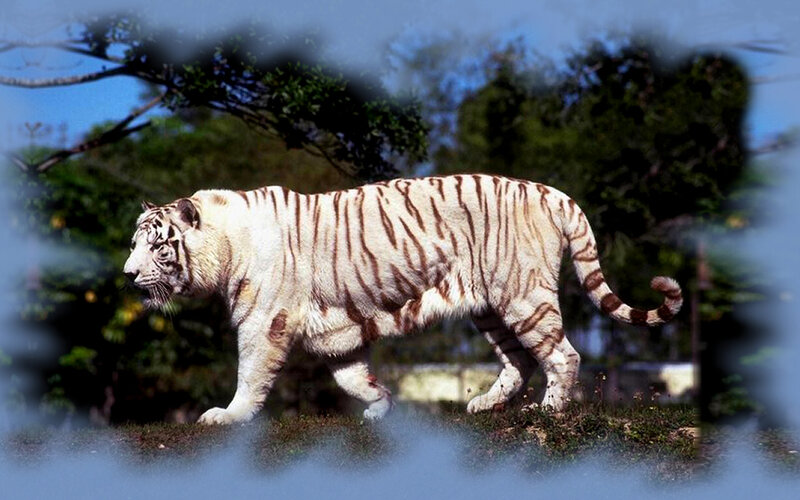 White Tiger Walking — Natural, Afternoon