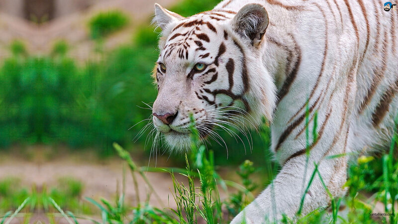 White Tiger Walking — Natural, Photograph