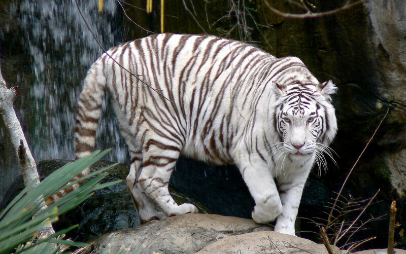 White Tiger Walking — Natural