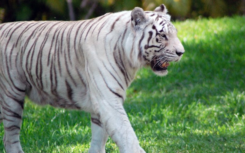 White tiger walking on grass