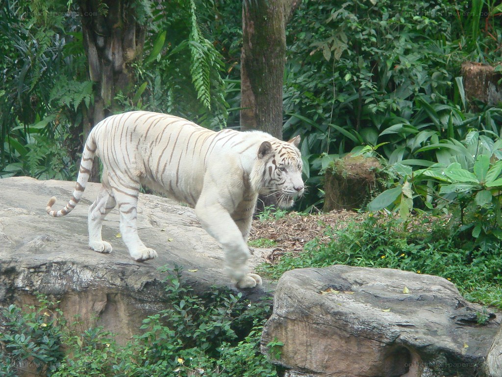 White tiger walking on rock