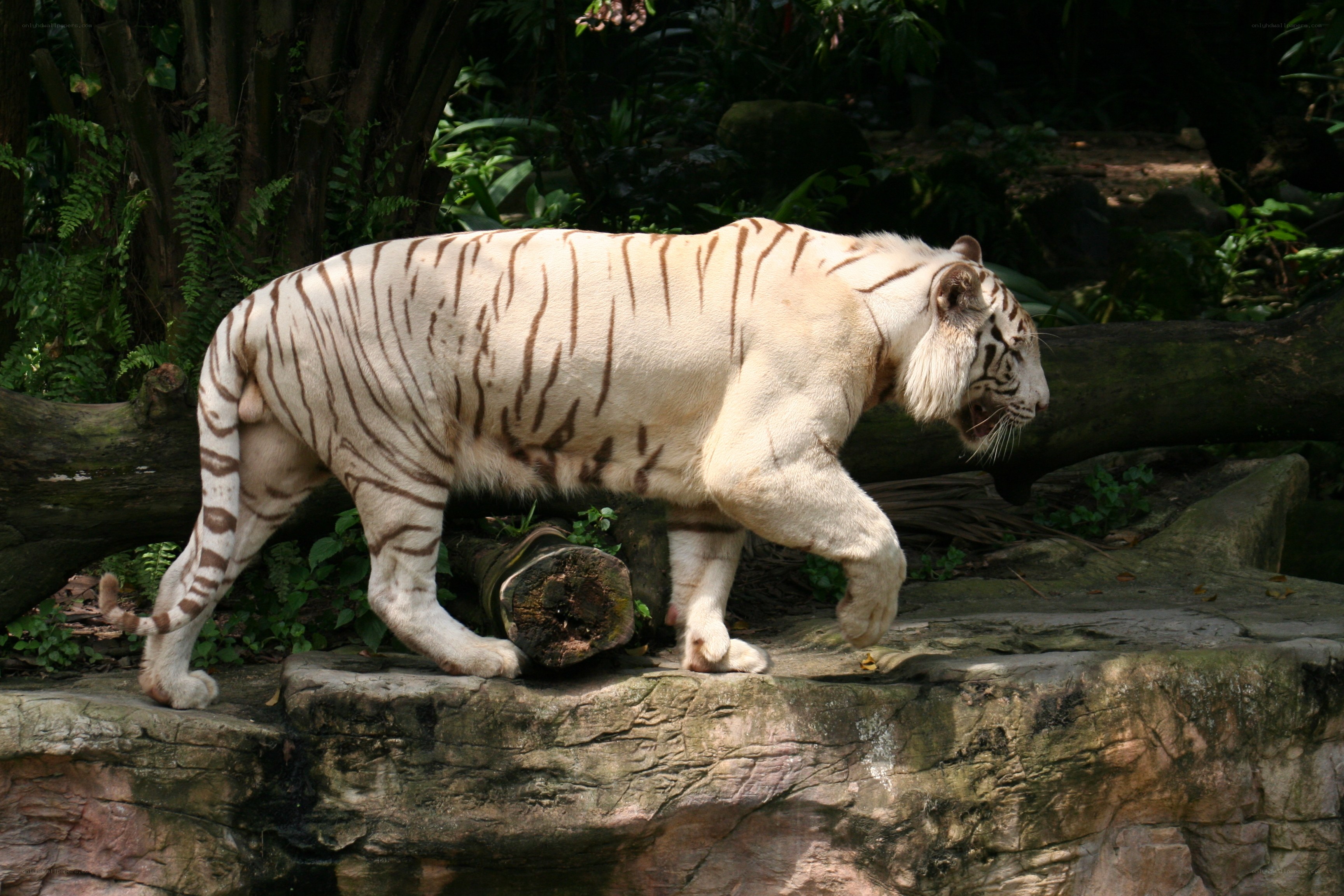 white tiger walking on rock