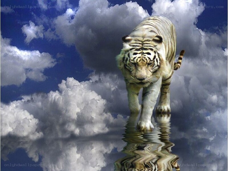 white tiger walking on water