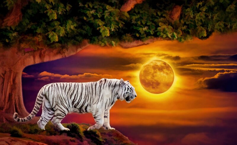 White Tiger Walking — Orange