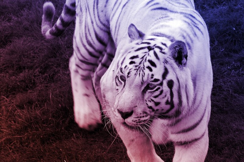 White Tiger Walking — Purple