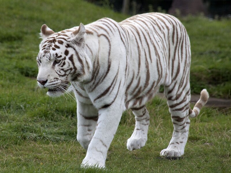 White Tiger Walking