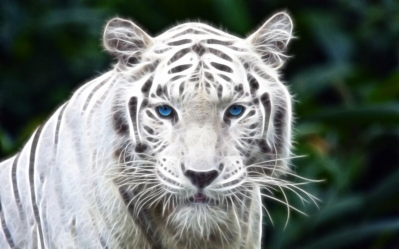 white tiger with blue eyes