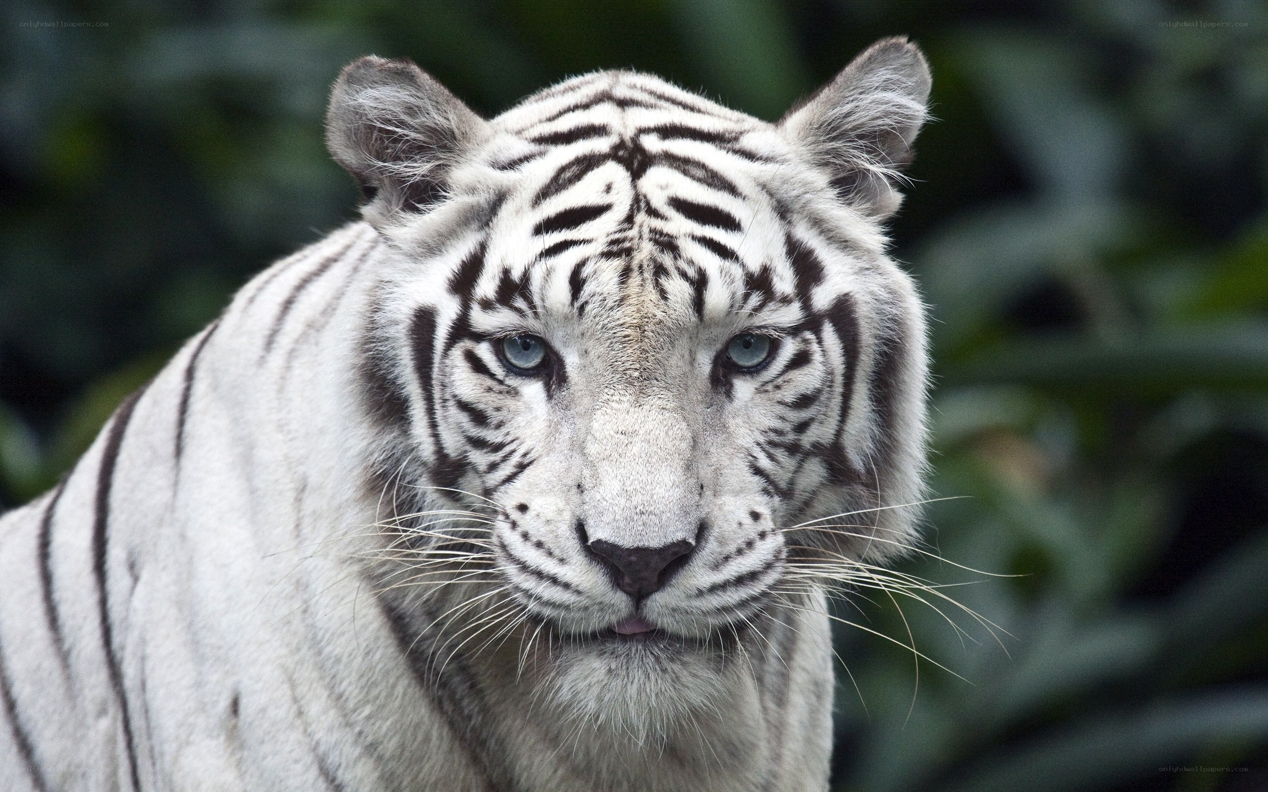 white tiger with blue eyes