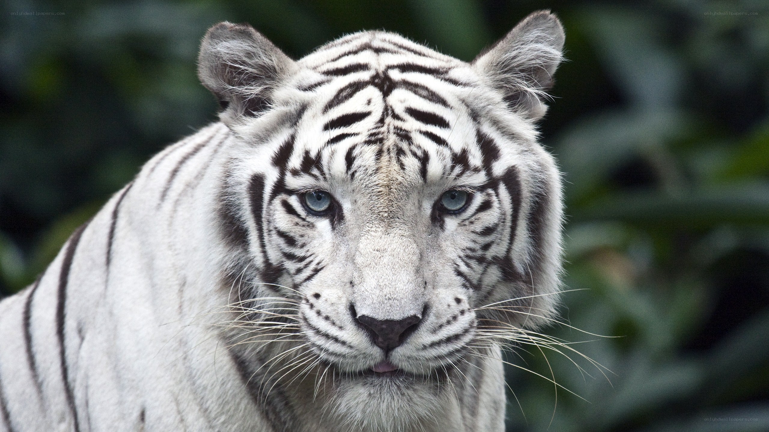 white tiger with blue eyes