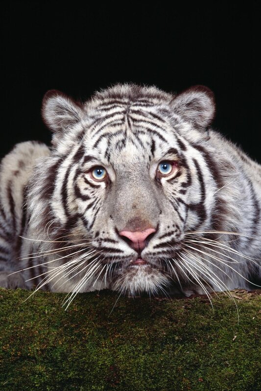 White tiger with blue eyes
