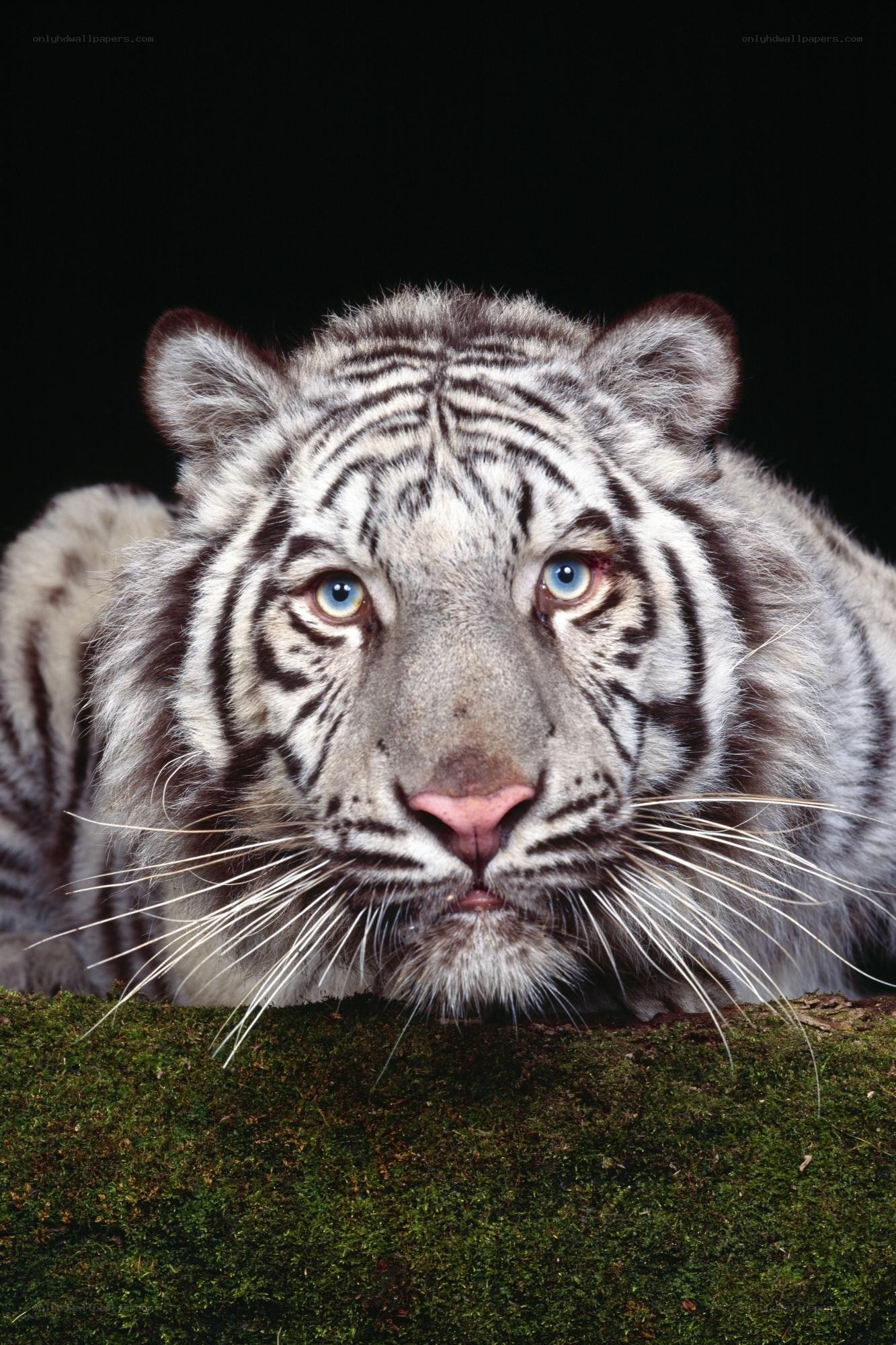 White tiger with blue eyes