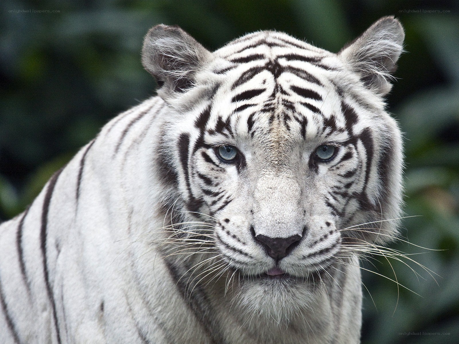 white tiger with blue eyes
